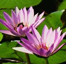 lotusflowers